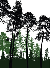 Wall Mural - black high trees in green forest on white background