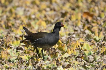 Wall Mural - Swamp Chicken (Ciconia episcopus) walking through a field of dry leaves