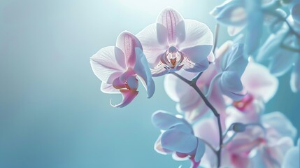 Wall Mural - soft focus of a beautiful orchid with a blue background. the orchid is white with a pink blush on th