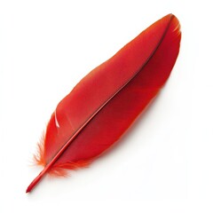 Poster - Vibrant red cardinal feather showcasing intricate details and rich color found in nature