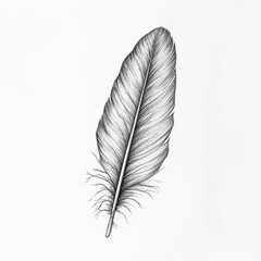 Poster - Intricate feather drawing showcasing fine details and textures in a minimalist style