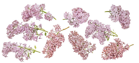 Wall Mural - pink isolated beautiful blooms of nine lilac branches