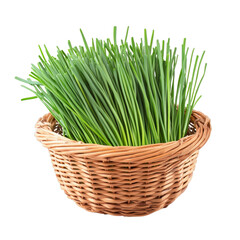 Canvas Print - Fresh green chives in a wicker basket