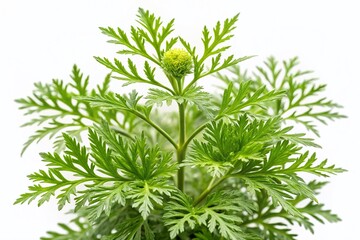 Fresh Common Ragweed (Ambrosia artemisiifolia) Isolated on White Background - High-Resolution Stock Photo
