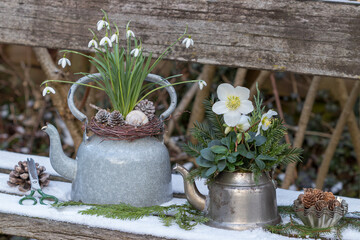 Wall Mural - Winter-Arrangement mit Christrose (Helleborus niger) und Schneeglöckchen (Galanthus) in alten Teekesseln