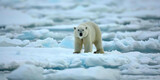 Frozen Beauty: Polar Bear Against a Pale Arctic Landscape