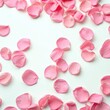 © Prapasarabhron - Soft pink rose petals scattered on a white background, , floral