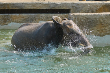 elephant in water