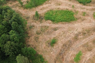 Poster - Forest clearing with felled trees, aerial perspective