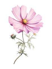 Wall Mural - pink flower isolated on white