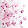 © veronica - A delicate and ethereal composition of soft pink petals gracefully floating and scattered against a gradient white background, evoking a sense of lightness, romance, and natural beauty.