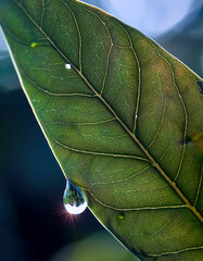 Poster - Water Droplet Resting on a Leaf Showcasing Vibrant Vein Patterns in Morning Light