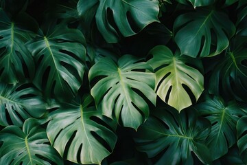 Aufkleber - A detailed view of a collection of green leaves