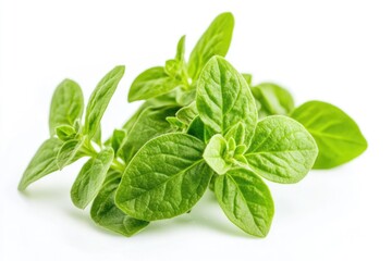 Poster - A collection of fresh green leaves arranged on a white surface