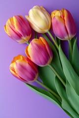 Poster - Pink and yellow tulips against a deep purple backdrop
