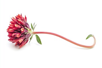 Poster - A single red flower sits on a white background, its long stem stretching outwards