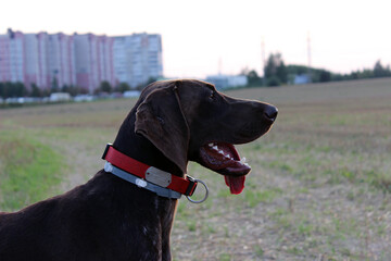 Brown German shorthair pointer with an orange collar running towards the camera in a beautiful green park. German shorthaired pointer standing in open field watching far away