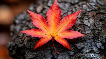 closeup of vibrant autumn maple leaf on dark bark