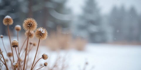 Aufkleber - Winter's delicate embrace on dried seed heads, a serene snowy landscape scene