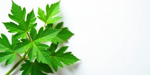 Poster - Vibrant Green Foliage on a Pristine White Background, Ideal for Nature-Inspired Designs and Projects Featuring Lush Greenery