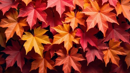 Poster - Autumnal foliage featuring vibrant red and orange leaves, a captivating display of nature's artistry in fall hues.