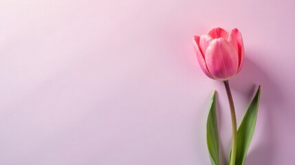 Poster - A Single Delicate Pink Tulip on a Soft Pastel Background, Ideal for Springtime Greetings or Elegant Designs