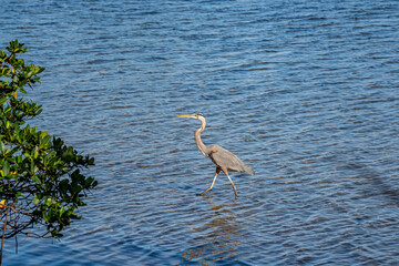 Wall Mural - great blue heron