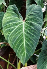 Wall Mural - Closeup of a beautiful velvety green leaf of the hybrid Philodendron, a cross between Philodendron Verrucosum and Gloriosum