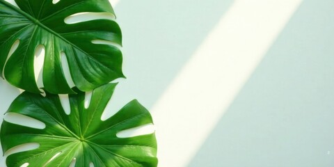 Poster - Serene tropical leaves arranged on a light backdrop, bathed in sunlight, creating a calming and minimalist composition.