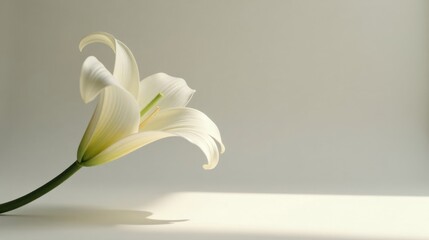Poster - Serene White Lily Blossom in Soft Sunlight, Elegantly Posed Against a Neutral Background