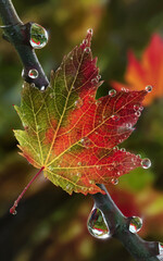 Wall Mural - A vibrant maple leaf displays a gradient of green, yellow, and red hues, adorned with glistening droplets of water.