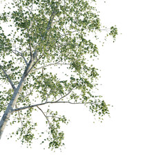 birch betula tree corner 4k png cutout transparent background isolate