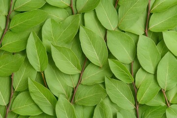 Canvas Print - Fresh green leaves background for nature inspired projects, ideal for health, eco friendly themes, and organic designs