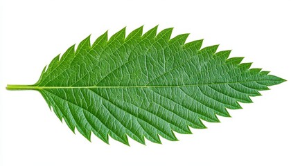 Wall Mural - Close up view of a single, vibrant green leaf isolated on a white background. The leaf has a serrated edge and a prominent central vein