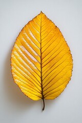 Wall Mural - Close up view of a single vibrant yellow leaf against a plain white backdrop. The leaf displays autumnal hues and intricate details. Its veins are