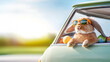 © Alina - Cool bunny with sunglasses enjoying a ride in vintage car with easter eggs