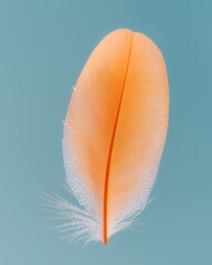 Poster - Delicate orange feather floating in tranquil blue water nature close-up serene environment