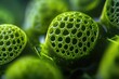 © Anjali - Close-up of vibrant green, porous, spherical structures resembling intricate natural formations.
