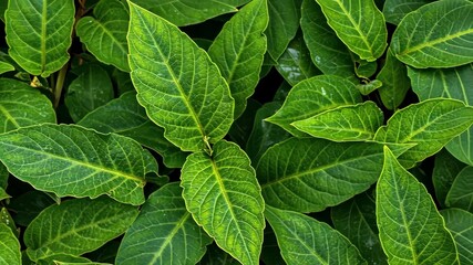 Wall Mural - Lush Green Foliage: A vibrant close-up shot showcasing the intricate details of lush green leaves, their textures and veins creating a captivating natural pattern.