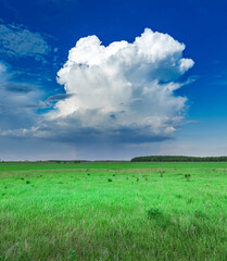 Wall Mural - large cloud in the sky over a field of grass