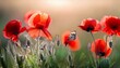 © Shayna - dreamy poppy flowers bloom grass ladybug closeup panorama black and red macro with soft focus spring floral template artistic image nature summer greeting card background