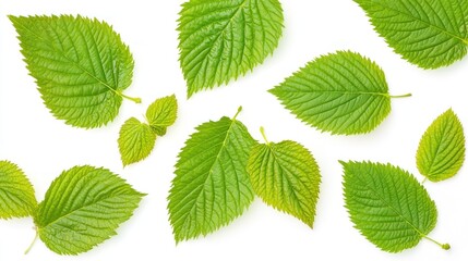 Poster - Vibrant Green Leaves Arranged on White Background