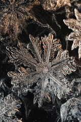 Wall Mural - snowflake on tree branch