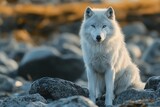Beautiful white arctic wolf sitting majestically on rocks in a natural environment with soft sunset light