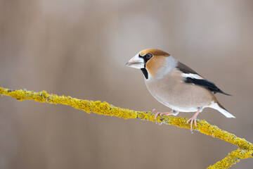 Wall Mural - Hawfinch Coccothraustes coccothraustes amazing bird perched on tree blurred background Poland Europe