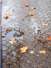 Wall Mural - fallen leaves on wet pavement after melting snow