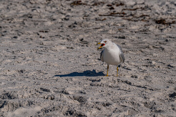 Wall Mural - Seagull on the beach