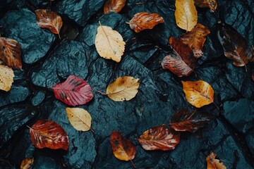 Canvas Print - Red Leaf on Black Rock