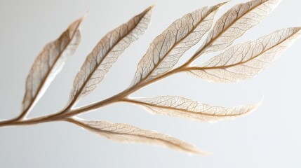 Poster - Delicate Fern Leaf Fronds Captured in Intricate Detail on a Soft Neutral Background