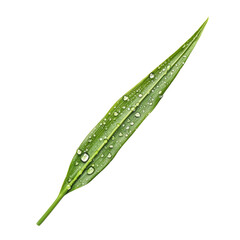 Poster - close up of green leaf with water droplets, showcasing its vibrant color and texture. leaf appears fresh and healthy, emphasizing nature beauty